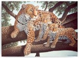 Maľovanie podľa čísel - Leopard s mláďatami 40 x 30 cm